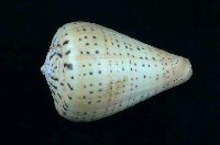 藏品(別緻芋螺)的圖片